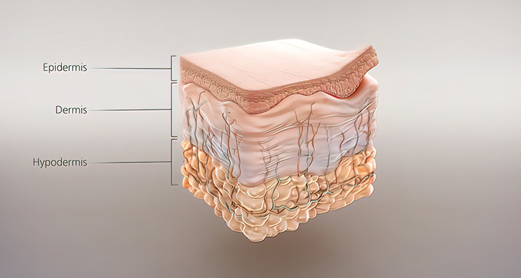 Vrstvy kůže 